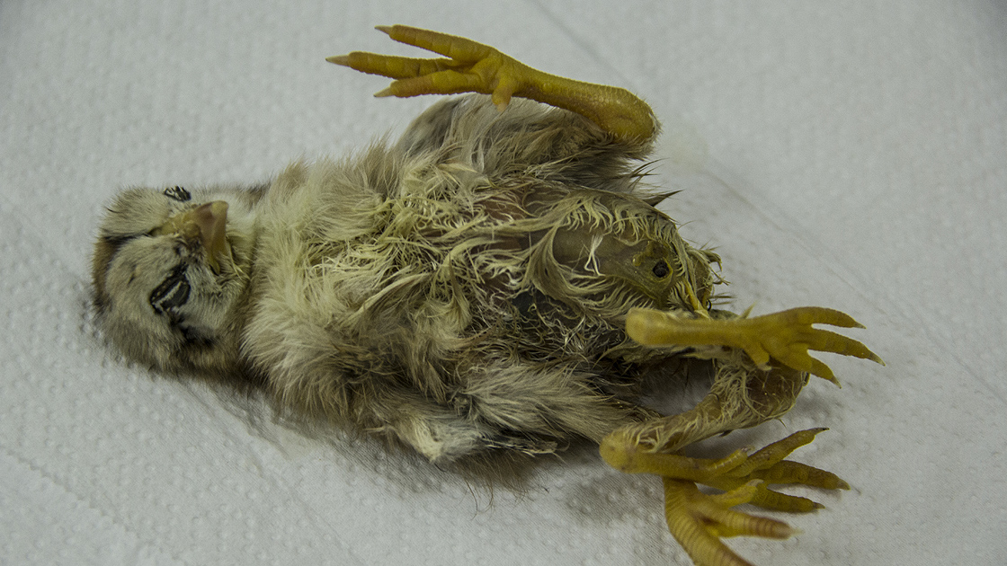 Hatay'da dört ayaklı civciv dünyaya geldi