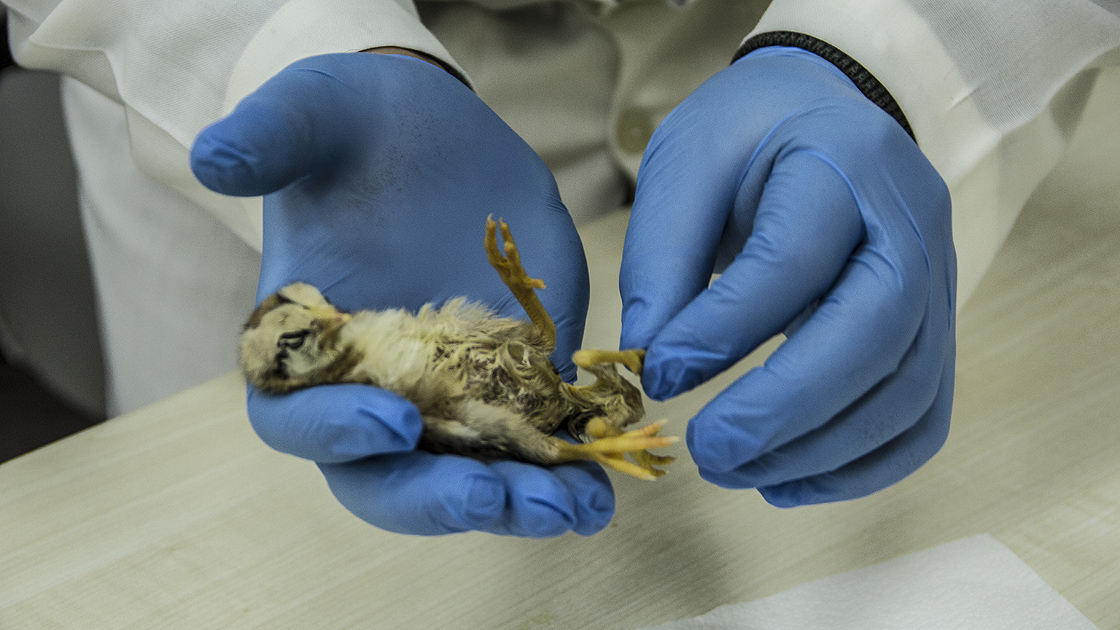 Hatay'da dört ayaklı civciv dünyaya geldi