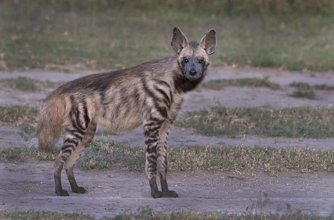 Batman'da petrol bataklığına saplanan çizgili sırtlan telef oldu