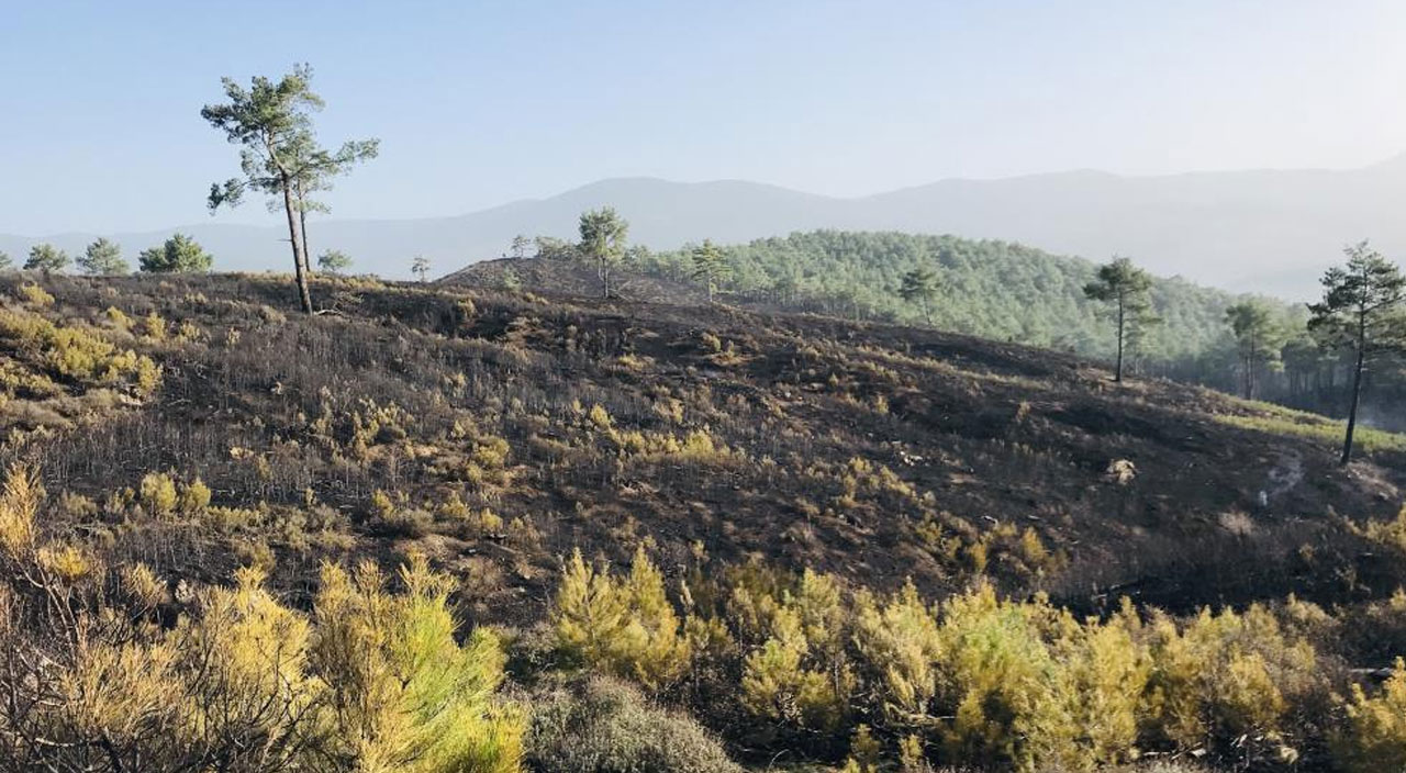Bursa, Çanakkale ve Bilecik'te çıkan orman yangınları kontrol altına alındı