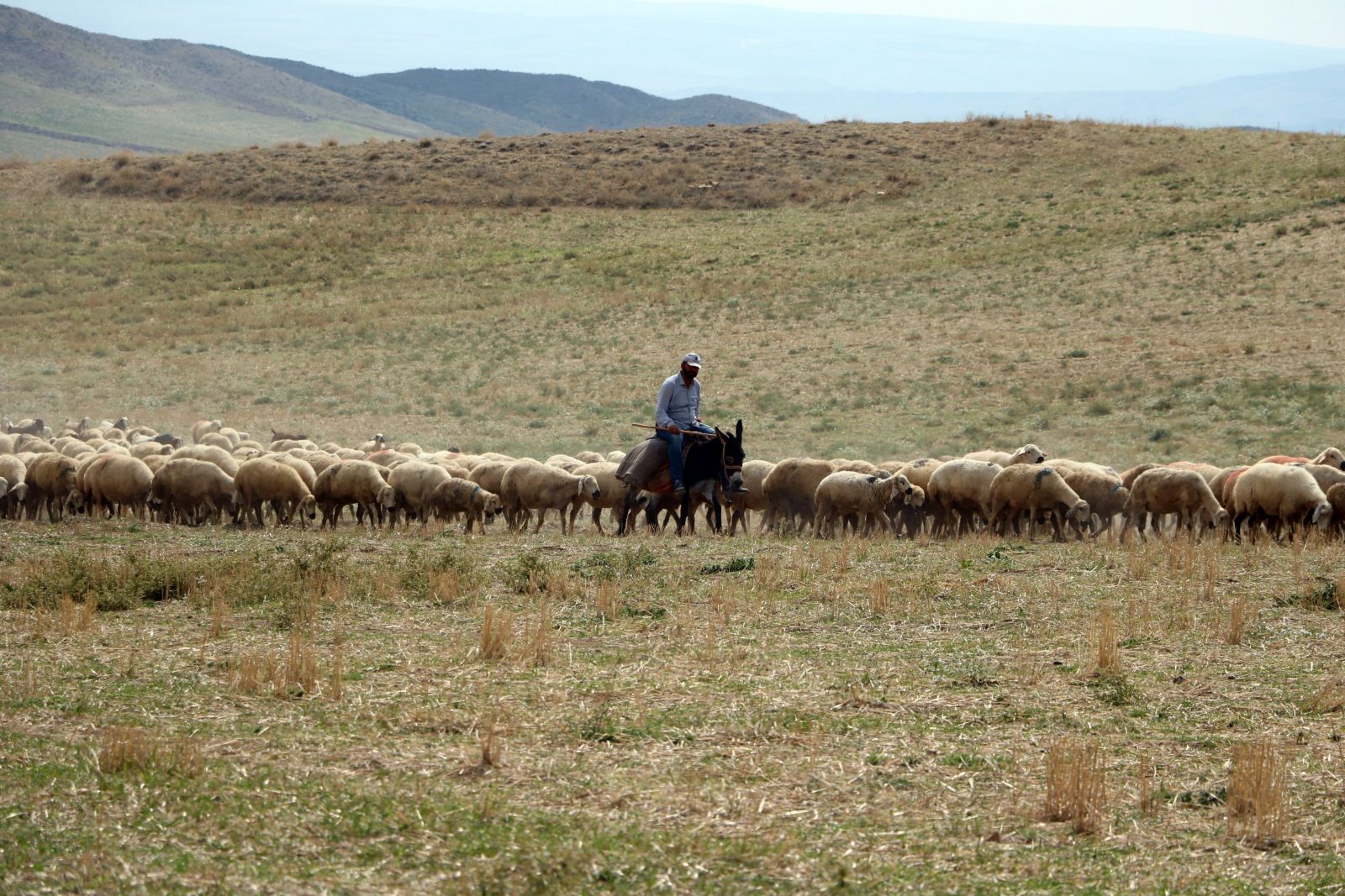 4 bin lira maaşla çalıştıracak çoban bulamıyorlar