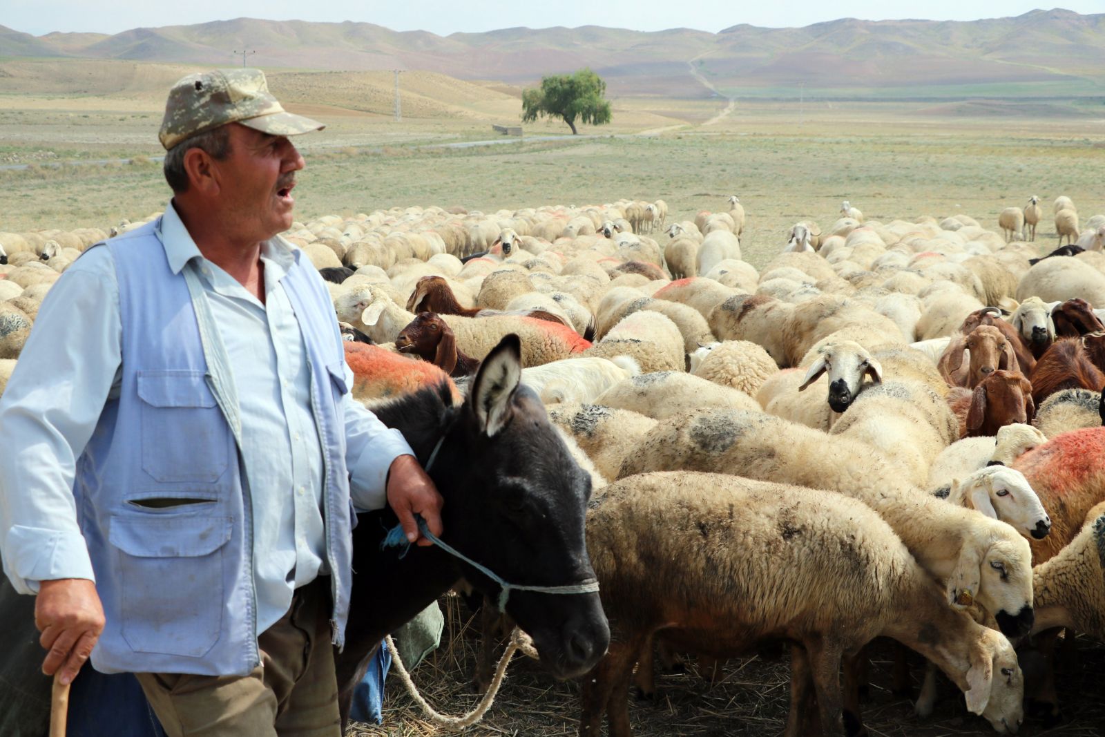 4 bin lira maaşla çalıştıracak çoban bulamıyorlar