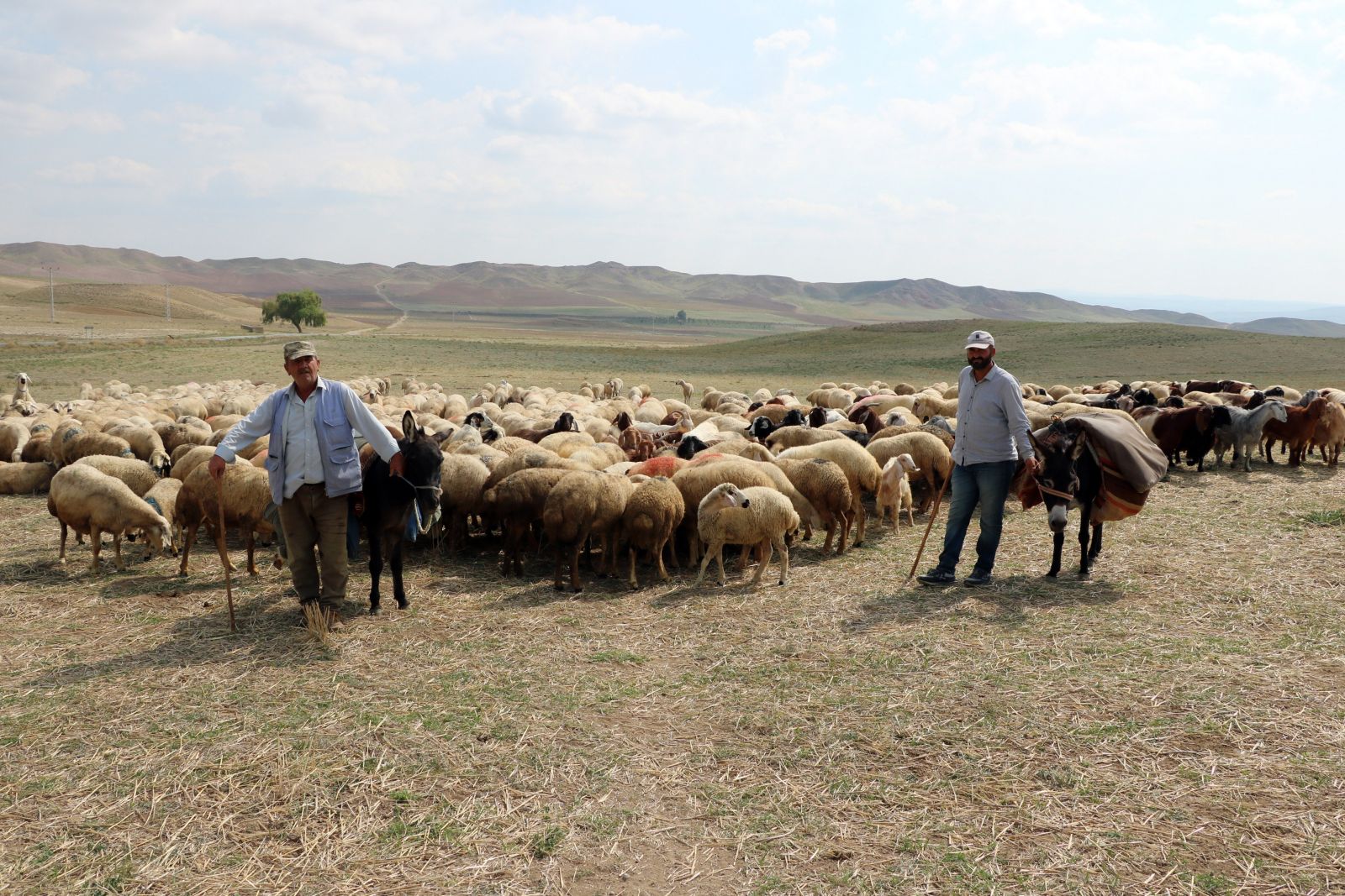 4 bin lira maaşla çalıştıracak çoban bulamıyorlar