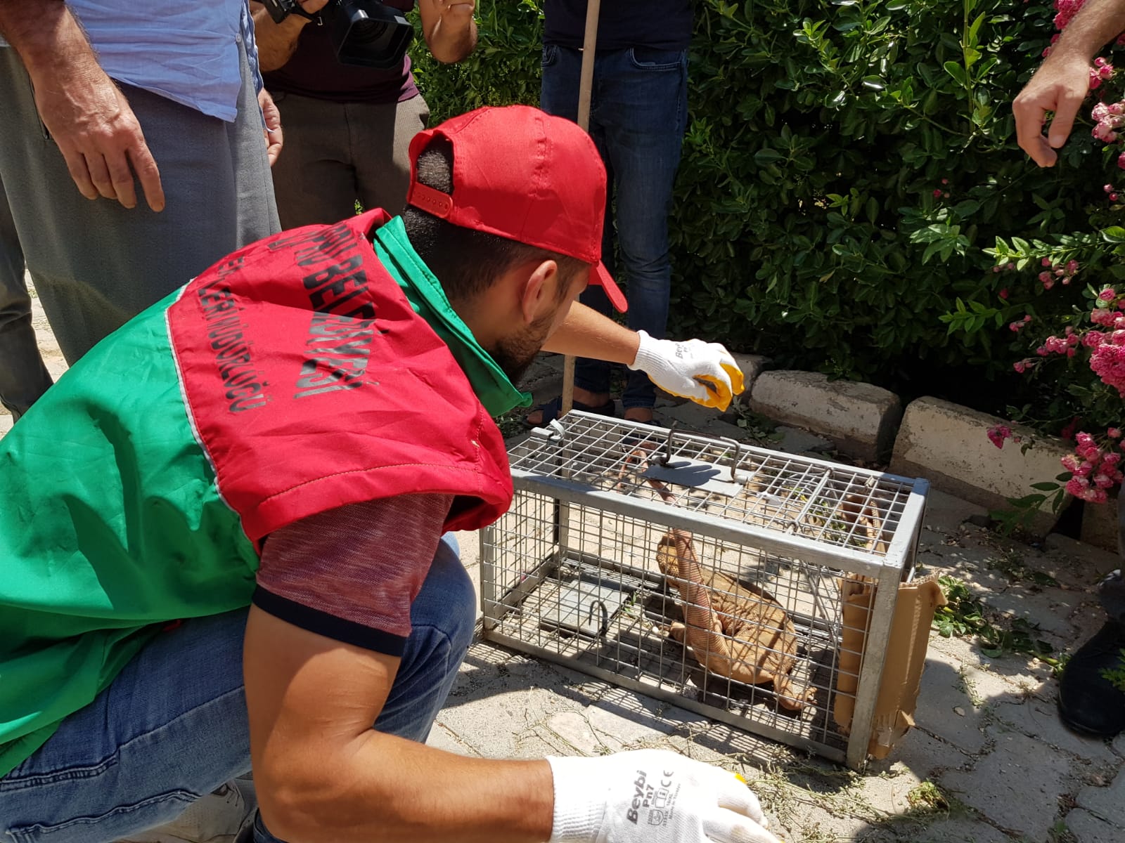 Karaköprü'de nesli tükenmekte olan çöl varanı görüldü
