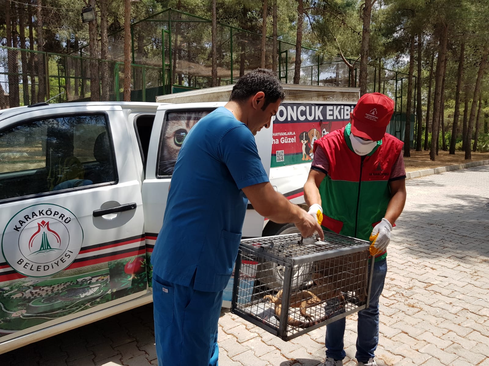 Karaköprü'de nesli tükenmekte olan çöl varanı görüldü