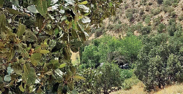 Cudi Dağı'nda PKK'nın katliam otoparkı