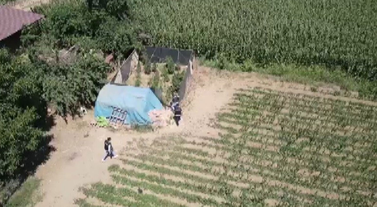 İzmir’de uyuşturucu tarlalarına operasyon: Dron tespit etti, ekipler yakaladı