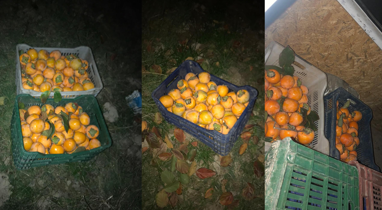 Hırsızlara ağaç dalında suçüstü