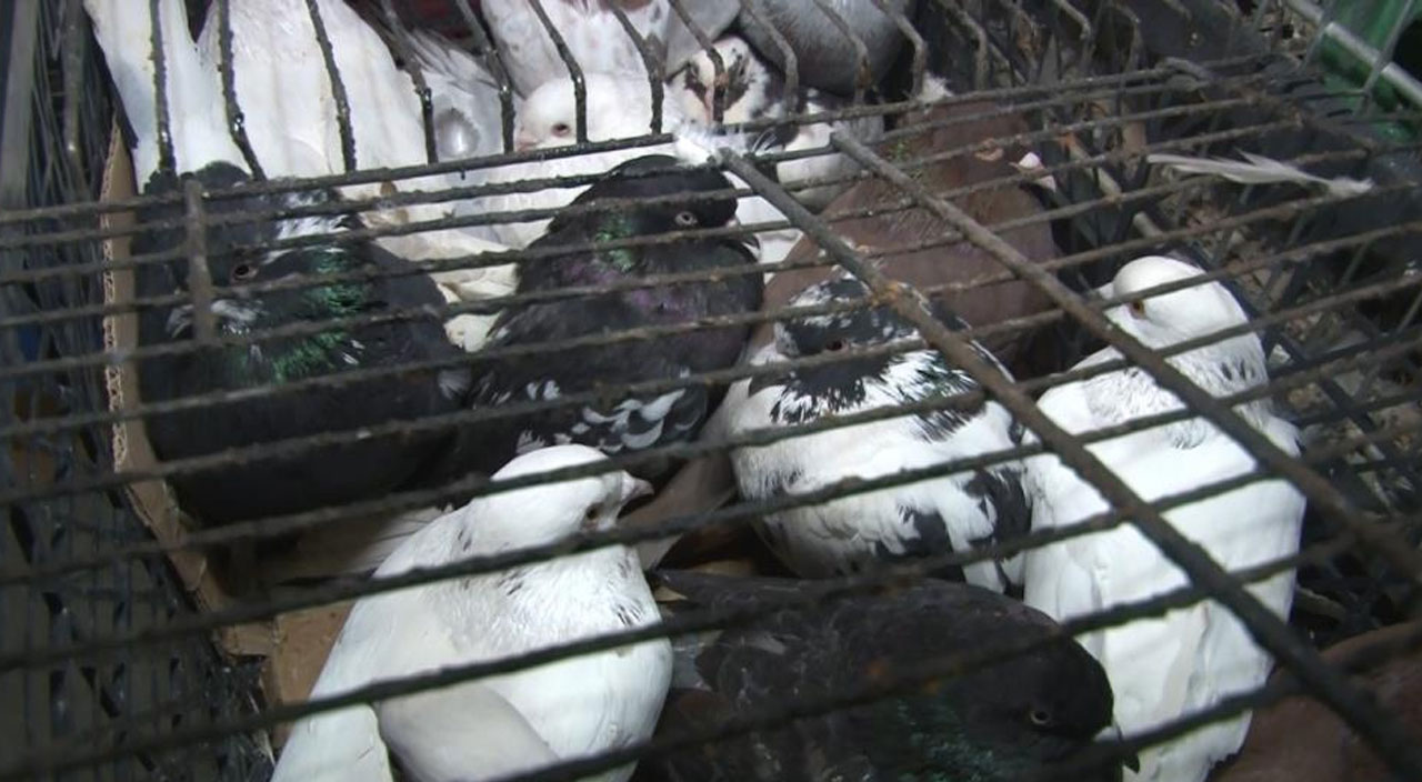 Denizli'de kumar baskını: 20'si çocuk 100 gözaltı