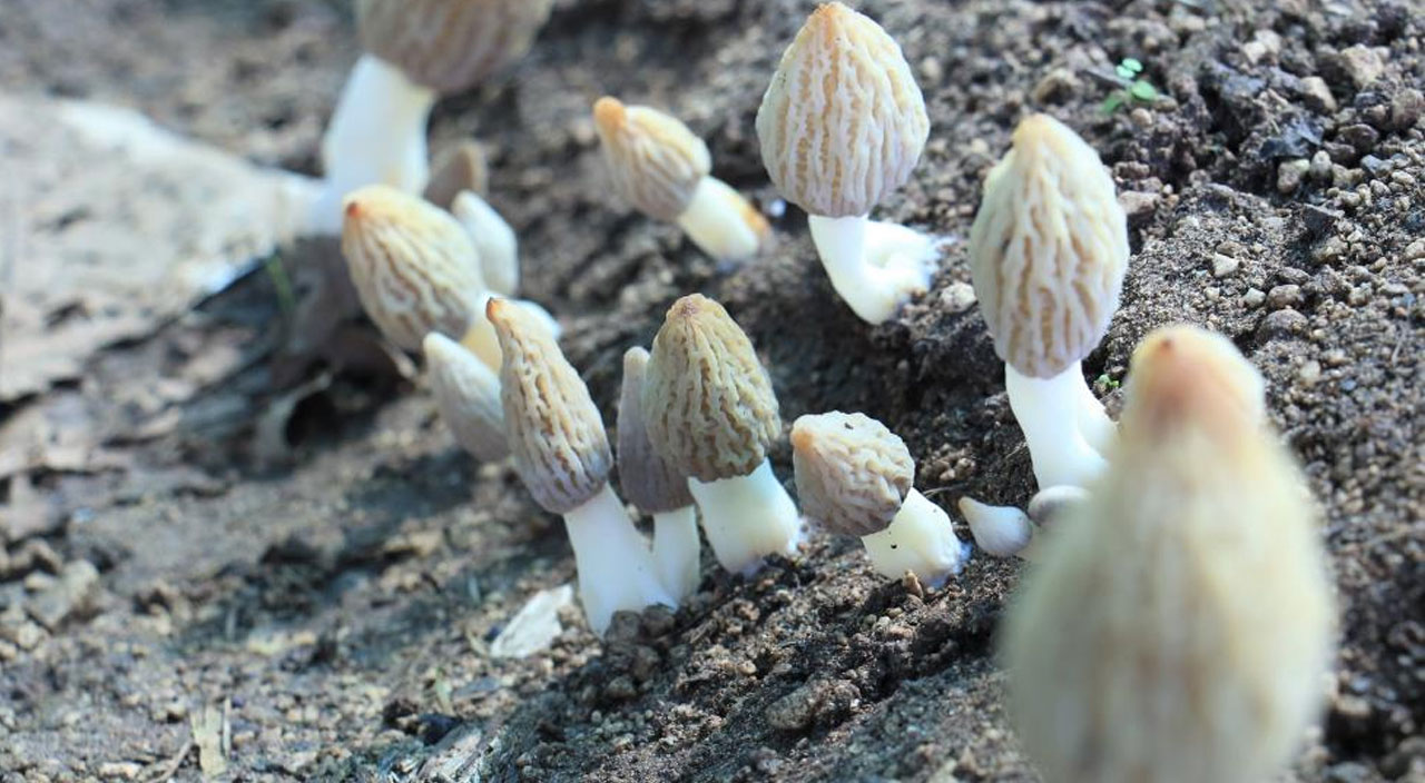 Türkiye’de üretiliyor dünyaya ihraç ediliyor… Tazesinin kilosu 400, kurusu 3 bin TL!