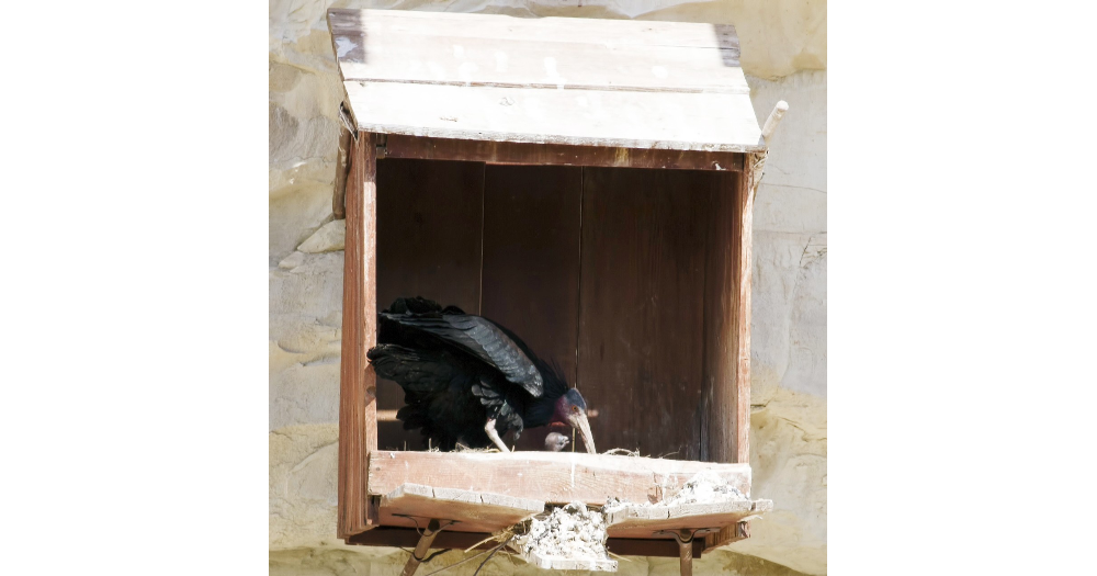 Kelaynak sayısı arttı