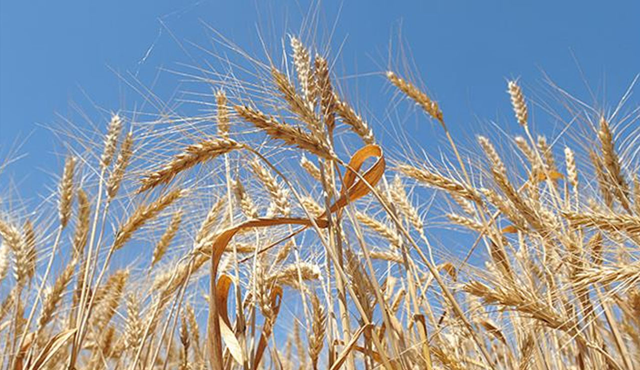 Buğdayda sarı alarm: Fiyatı son 10 yılın zirvesinde