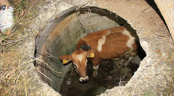 Kocaeli'de kuyuya düşen danayı itfaiye kurtardı