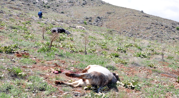Kaçan danaları önce vurdular sonra kestiler!