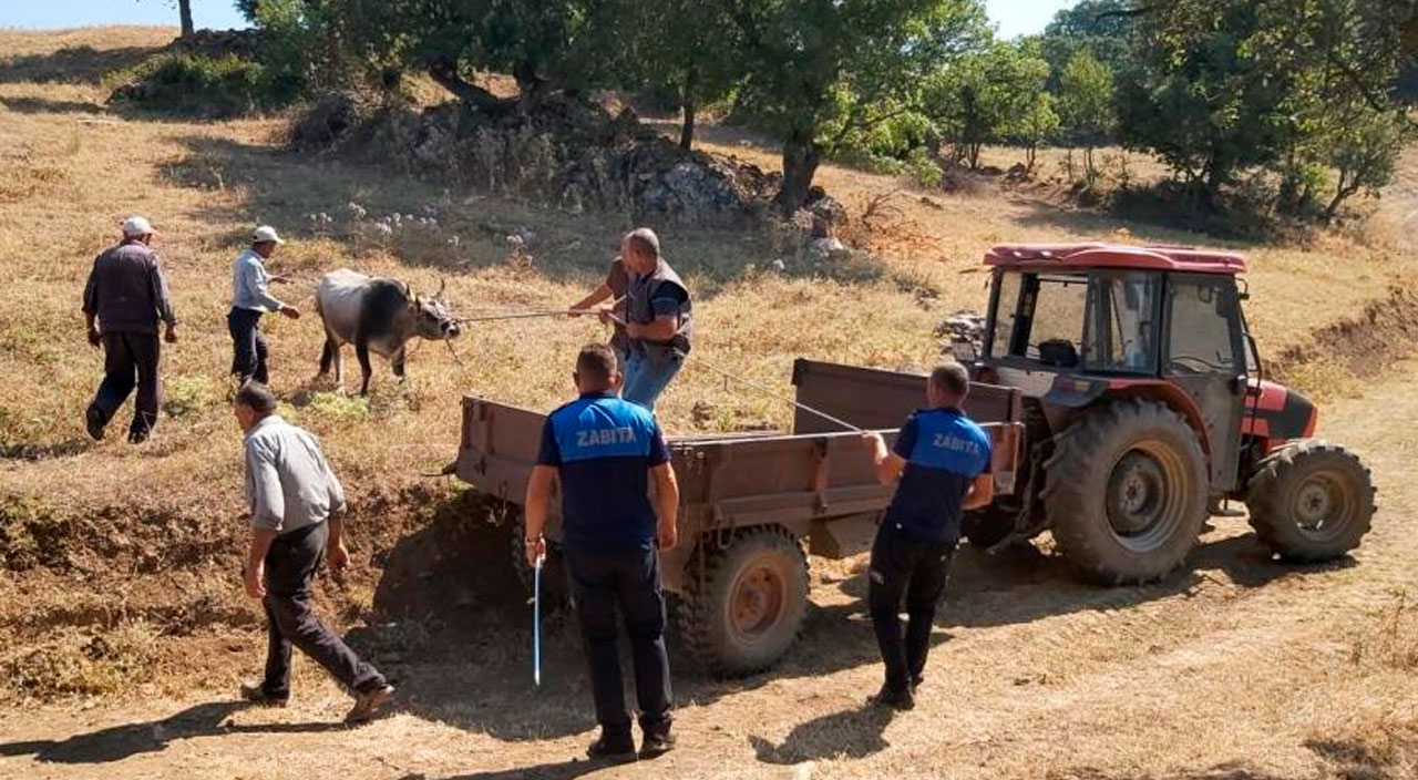 Kurbanda kaçan firari dana 26 gün sonra yakalandı ama kesilmekten kurtulamadı