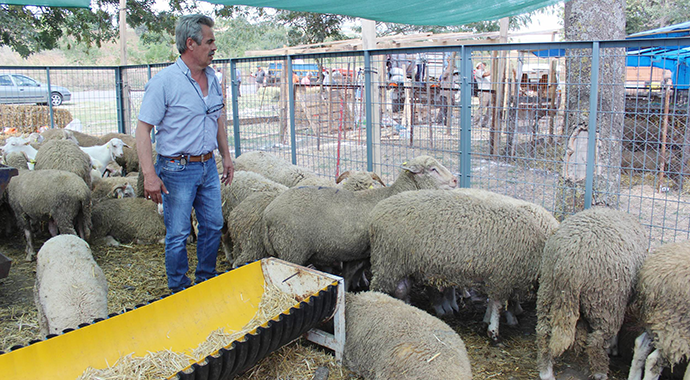 Dana alana koç, koç alana oğlak hediye ediyor