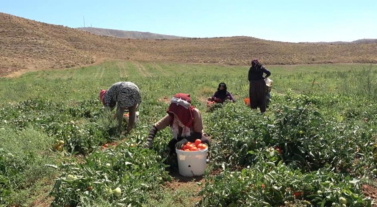 Çalışacak işçi bulamayan üretici isyan etti: Mülteciler olmasa çalışacak kimse yok