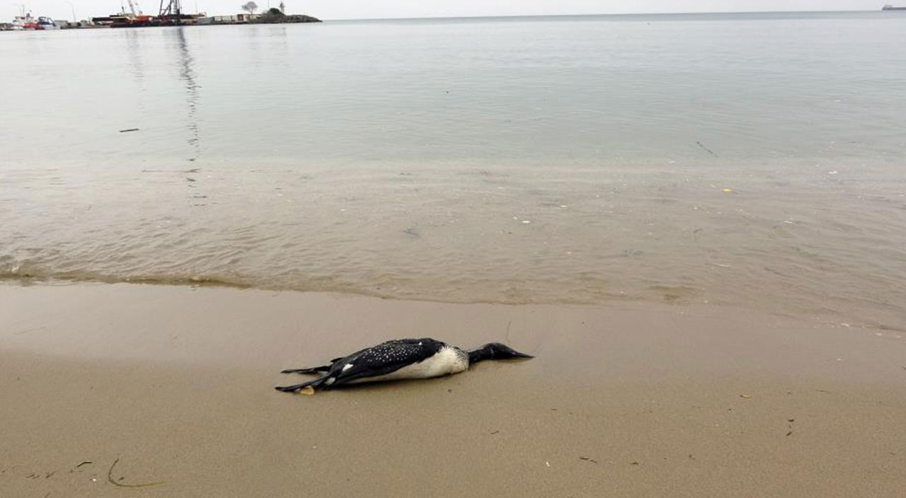 Karadeniz’de korkutan görüntü: Onlarca ölü kuş sahile yağdı