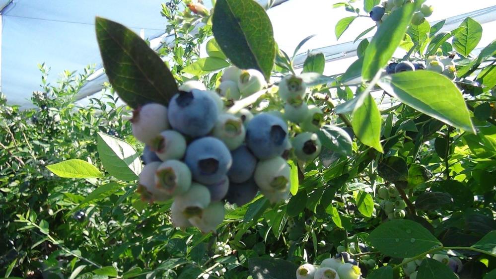 Yaban mersininin hasat dönemi başladı, kilosu 250 ila 360 TL arasında