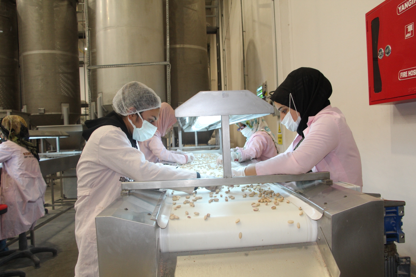 Fıstık fiyatları altınla yarışır hale geldi