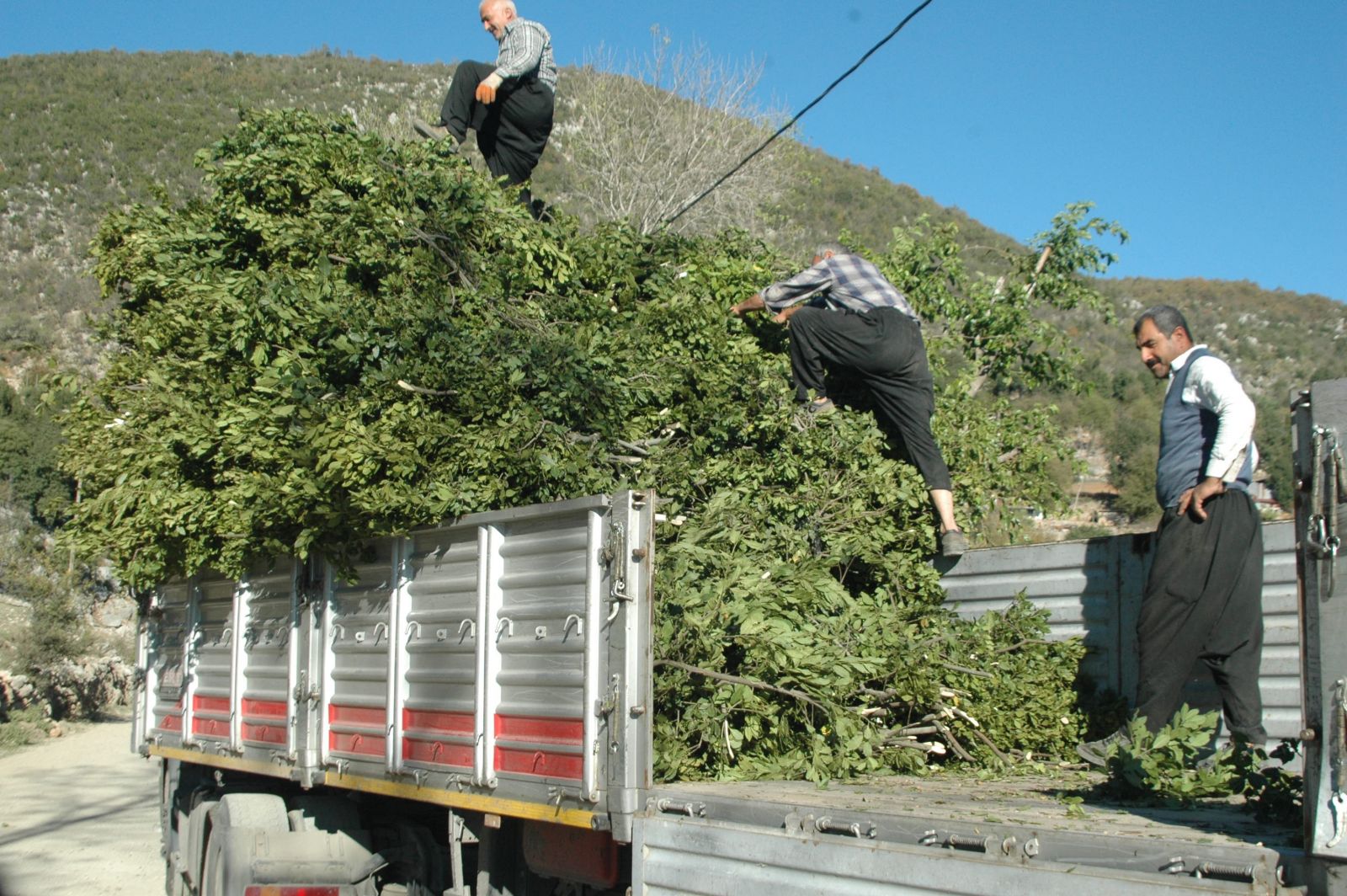 Defne yaprağı, Andırınlıların yüzünü güldürdü | Türkiye Gazetesi