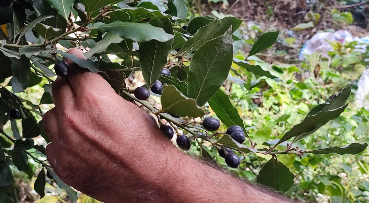 Hatay'da toplanıyor, dünyaya ihraç ediliyor! Kilosu 1500 lira | Türkiye Gazetesi