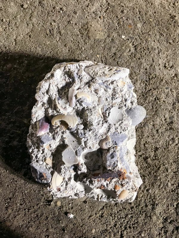 Çöken binanın enkazından çıkan deniz kabukları görüntülendi