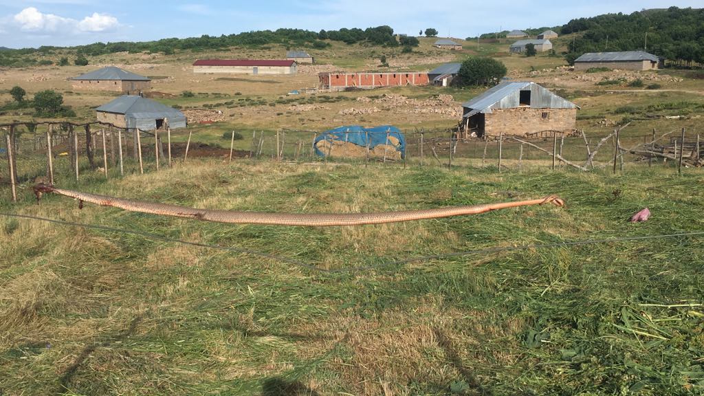 Ot biçerken aniden ortaya çıktı... Bingöl'de dev yılan görenleri şaşırttı