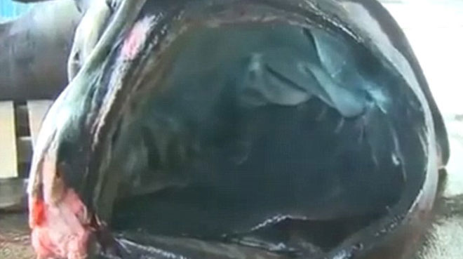 Japonya'da dev ağızlı köpekbalığı yakalandı Japonya'da dev ağızlı köpekbalığı yakalandı