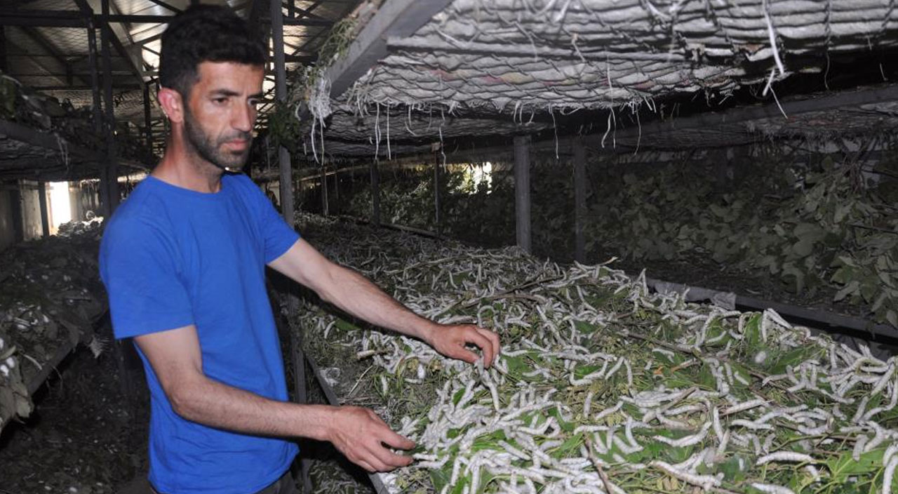 Kilosunu 180 TL’den satılıyor: Bir aylık kazancını duyan şaşırıyor