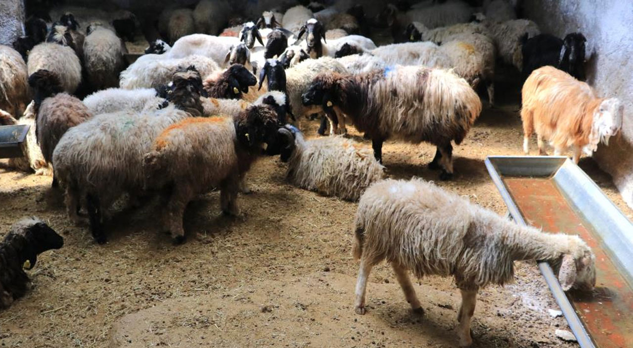 Et fiyatlarıyla ilgili çarpıcı açıklama: Aracılar koyunları ahırda tutup fiyat yükseltiyor