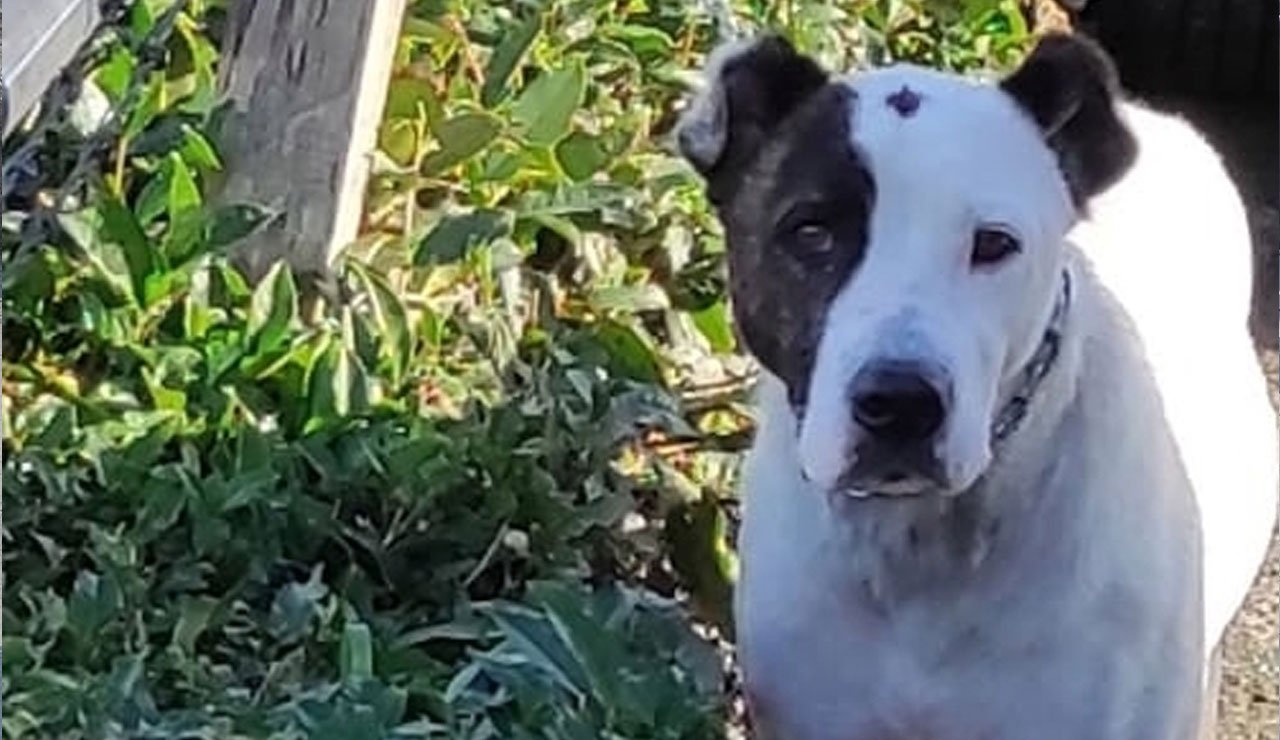 Yasaklı ırk krizi büyüyor: Sokağa atan atana