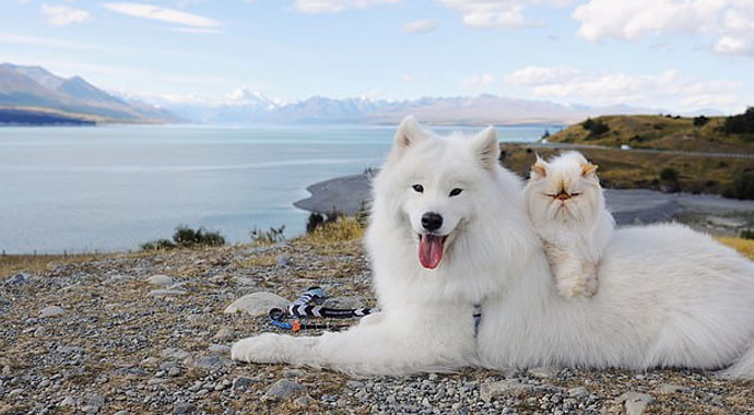 Güleç köpekle somurtkan kedinin sıra dışı dostluğu