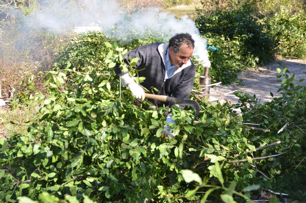 Antalya'dan Avrupa'ya satıyorlar! Defne yaprağı orman köylüsünün geçim kaynağı oldu