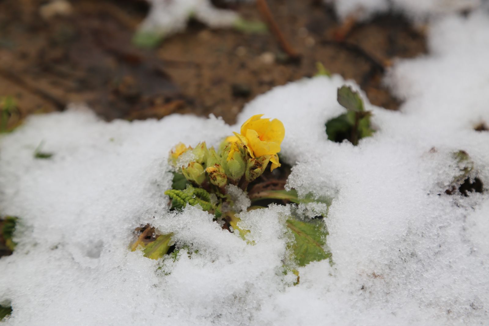 'Baharın müjdecisi' kardelen ve çiğdemler erken çiçek açtı