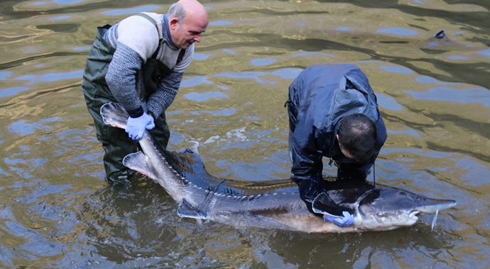 Mersin Balığı koruma altında