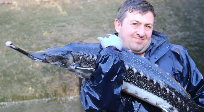 Mersin Balığı koruma altında