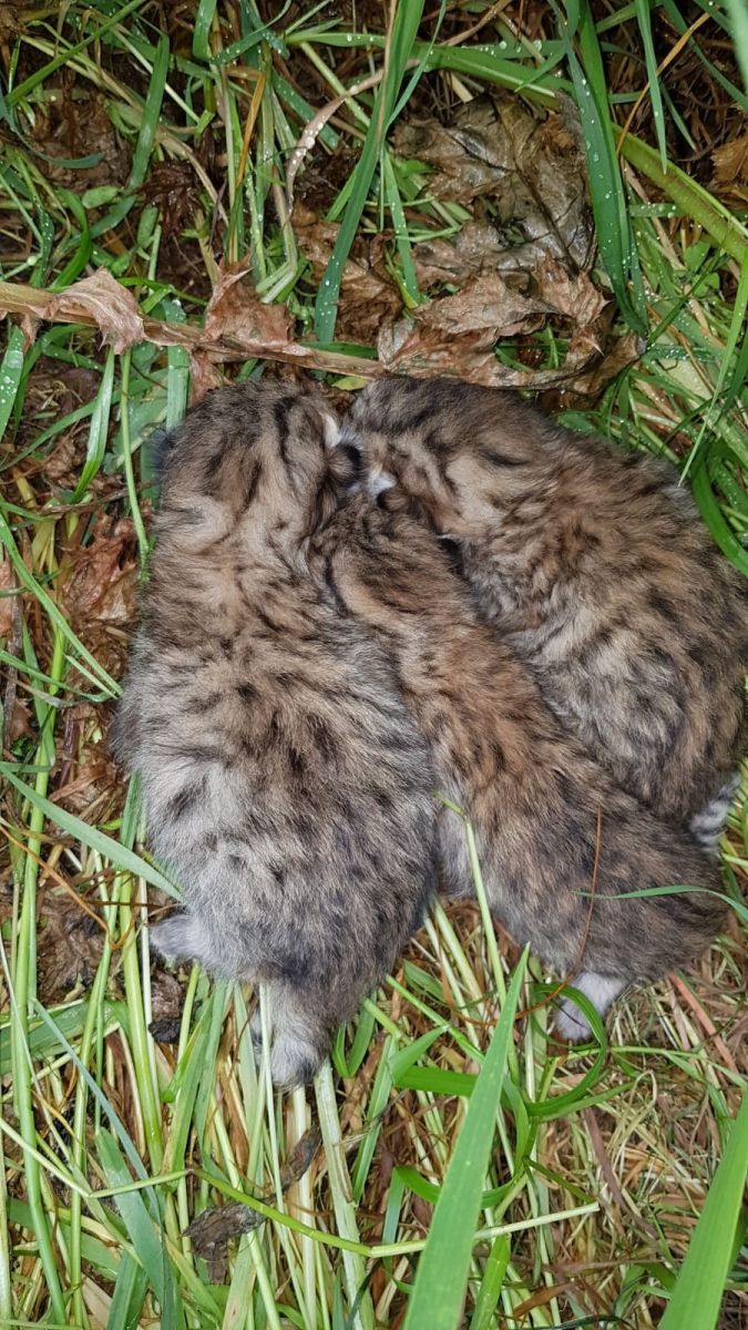 Diyarbakır’da bir yetişkin ve 3 yavru leopar görüldü