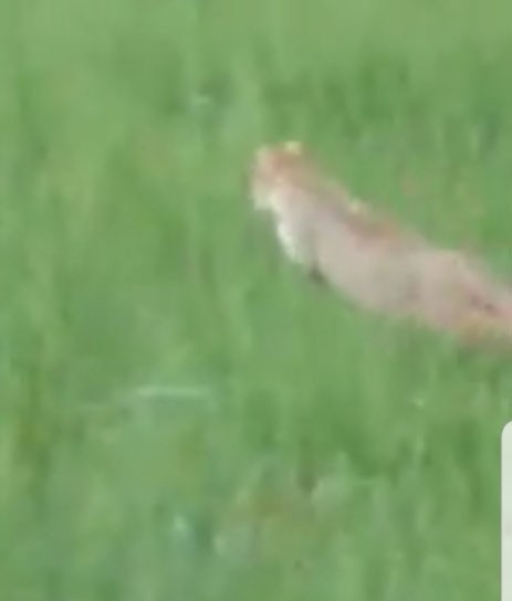 Diyarbakır’da bir yetişkin ve 3 yavru leopar görüldü