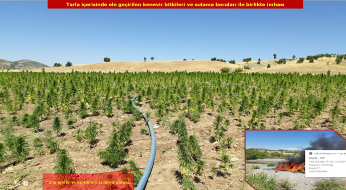 Diyarbakır’da dev operasyon 2 milyon 111 bin 50 kök kenevir ele geçirildi
