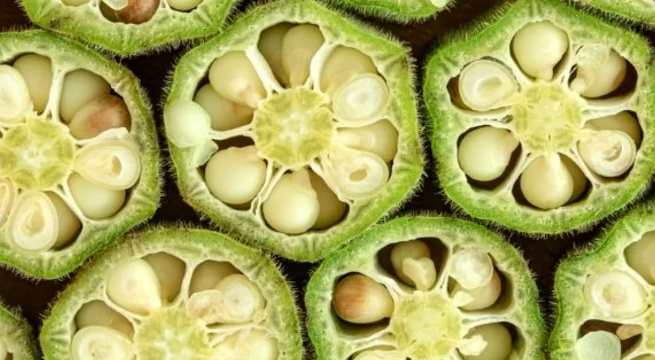 Diz ağrılarınızdan kurtulmak için bamya tohumu! Dizler için bamya tohumu kürü tarifi ve yararları... - 1. Resim