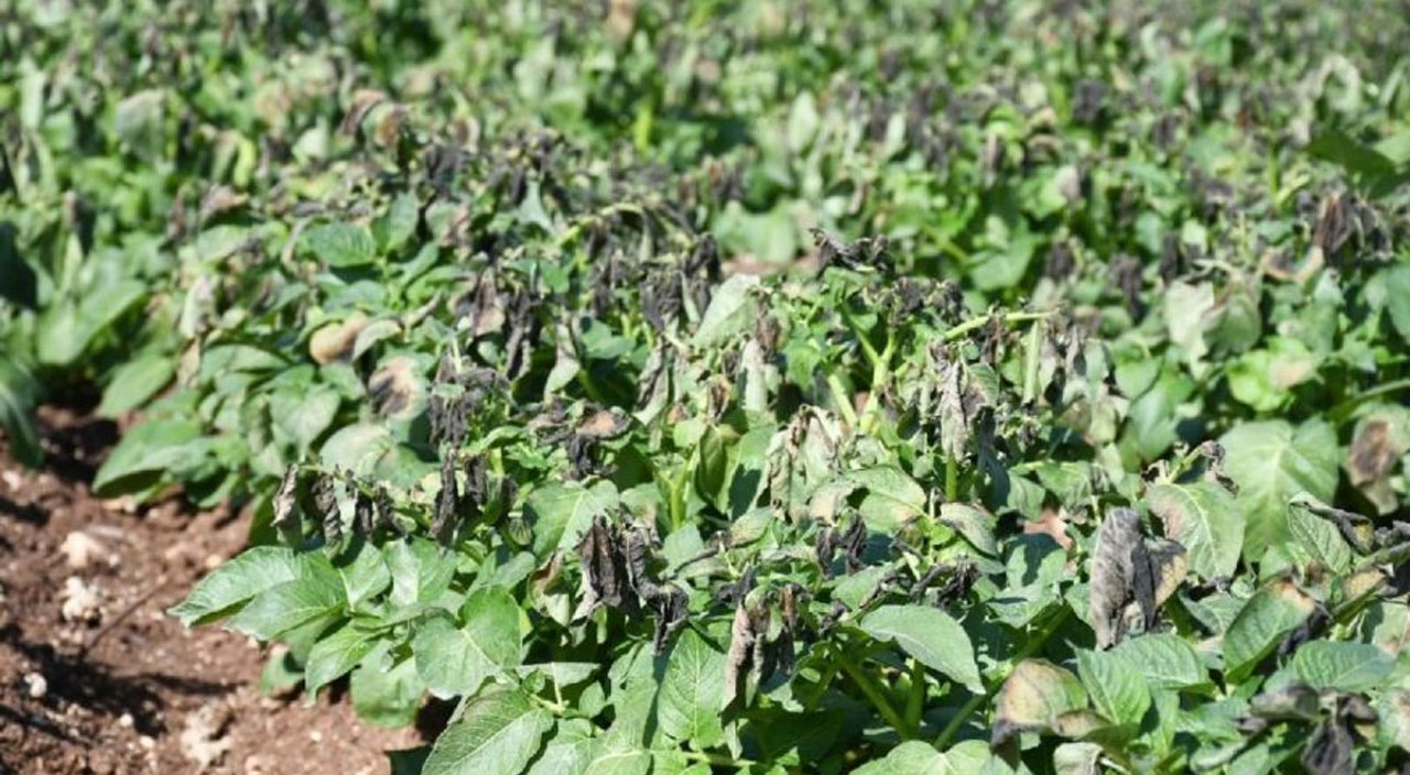 Fırsatçıların oyunu deşifre oldu: Patates ve soğana mecburi indirim geliyor! Fırsatçıların oyunu deşifre oldu: Patates ve soğana mecburi indirim geliyor!