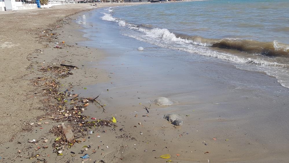 Alanya'da deniz anaları sahile vurdu Alanya'da deniz anaları sahile vurdu
