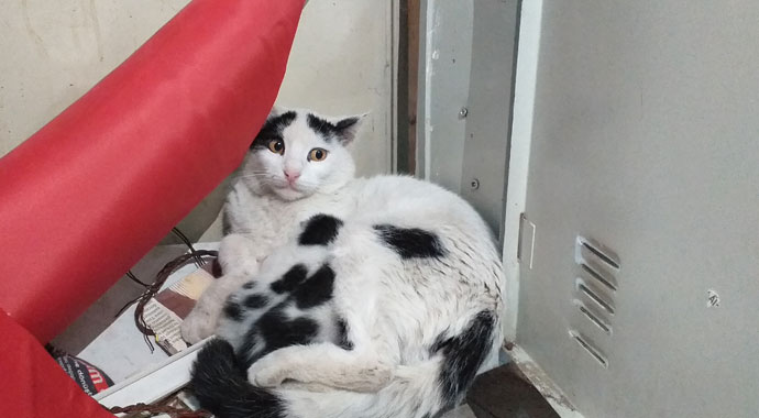 Yangın dolabında güzel sürpriz