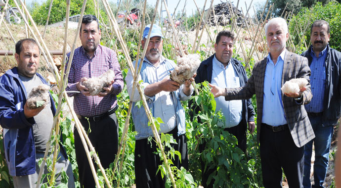 Dolu, turfanda ürünleri vurdu