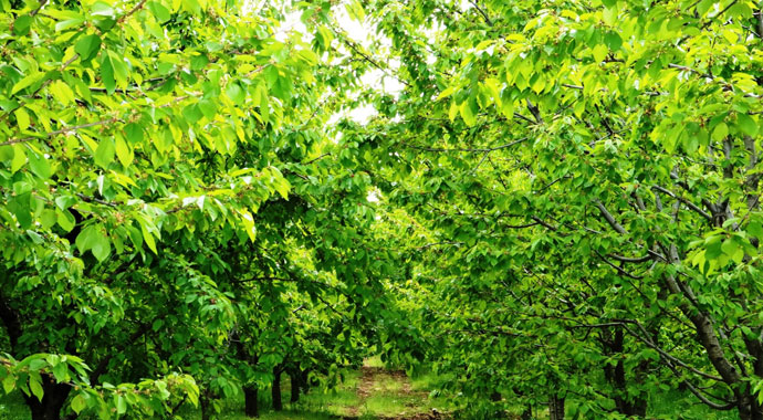 Dolu ve sağanak meyve bahçelerini vurdu, verim yüzde 90 oranında düştü