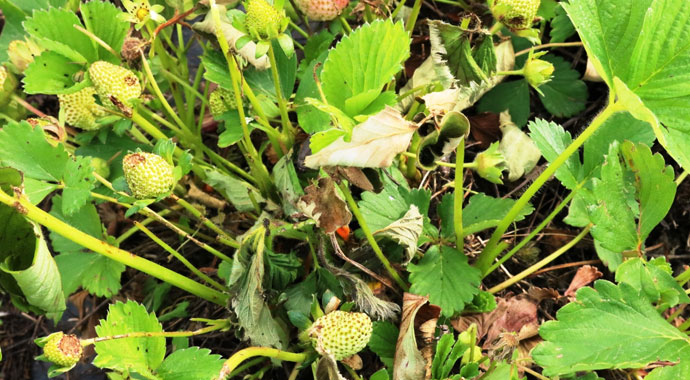 Dolu ve sağanak meyve bahçelerini vurdu, verim yüzde 90 oranında düştü