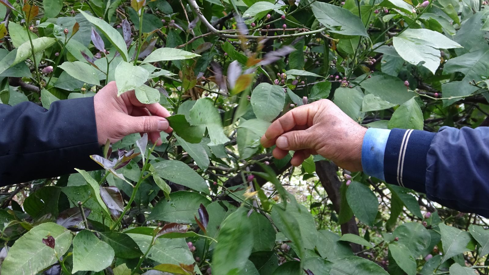 Mersin'de şiddetli dolu yağışı