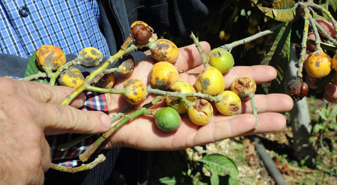 Dolu, turfanda ürünleri vurdu