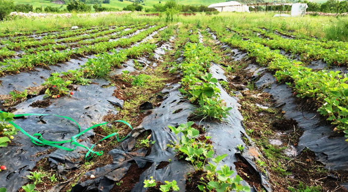 Dolu ve sağanak meyve bahçelerini vurdu, verim yüzde 90 oranında düştü